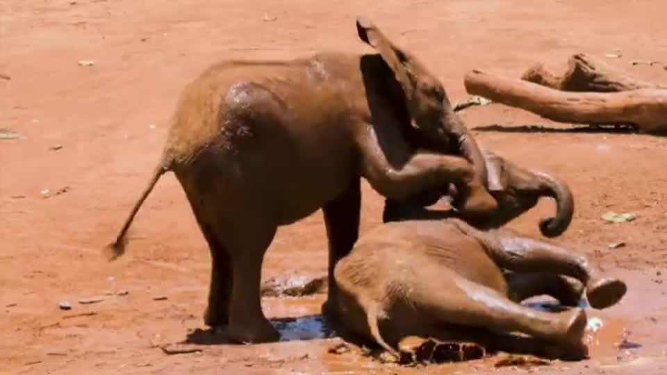 Each blind man feels a different part of the elephant's body