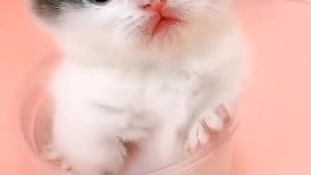 Cute cat video