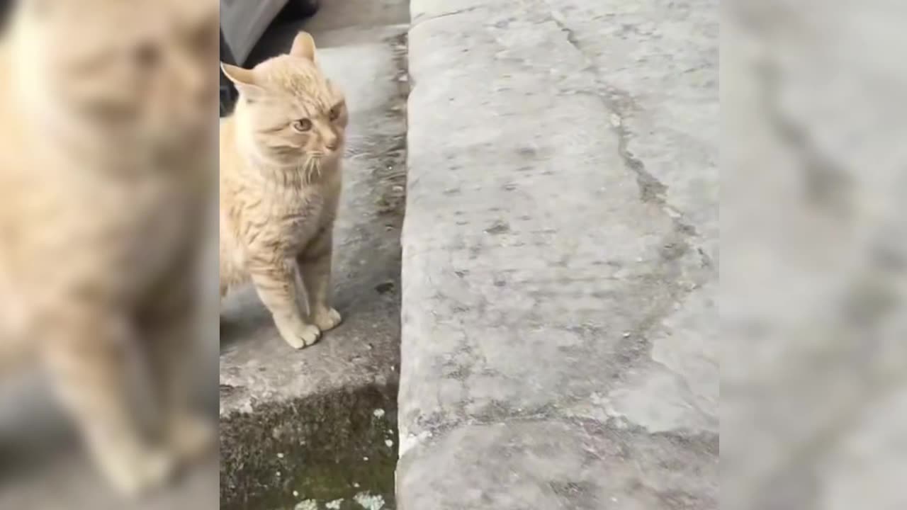 Two cats in a serious fight