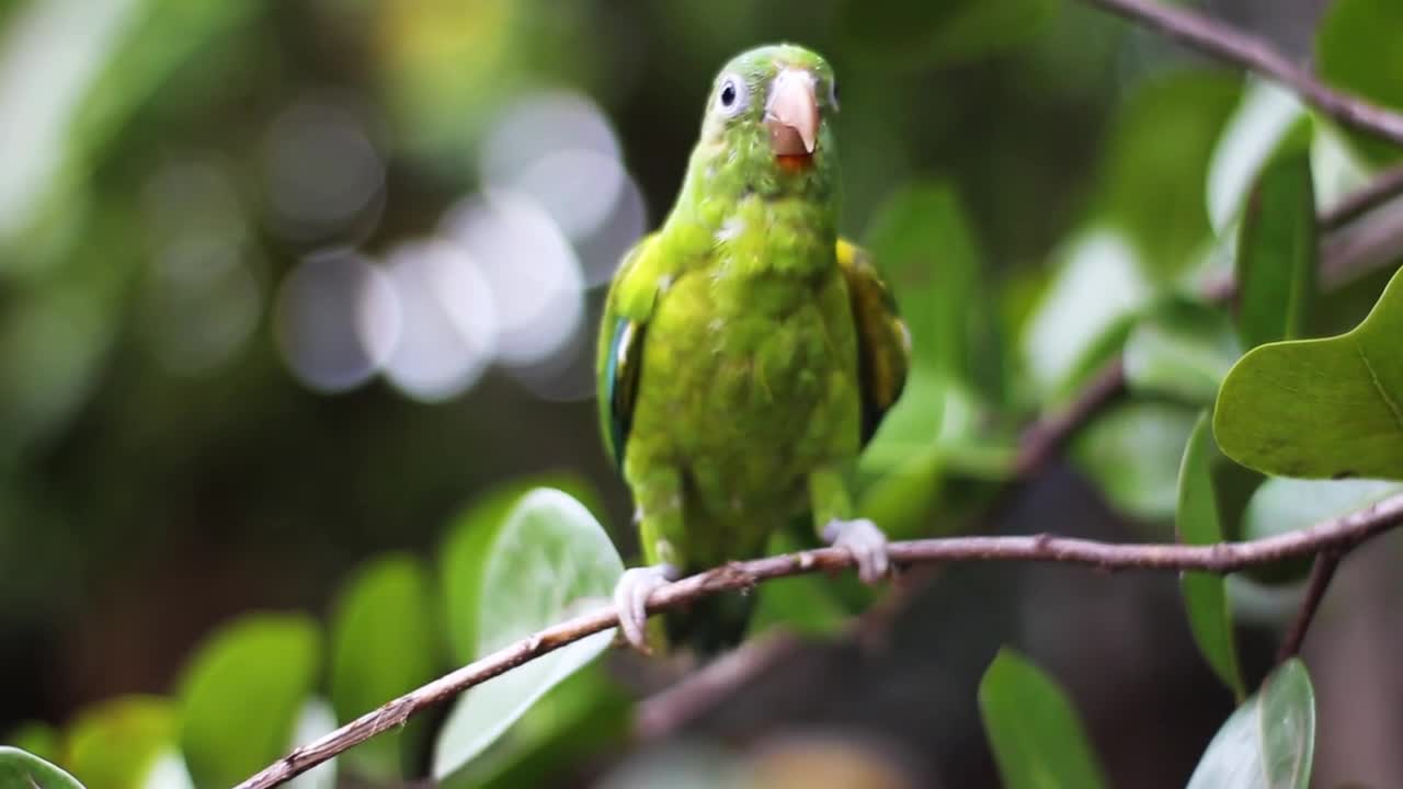 Parrot Bird Nature Gree Bokeh Little Bird Plumage