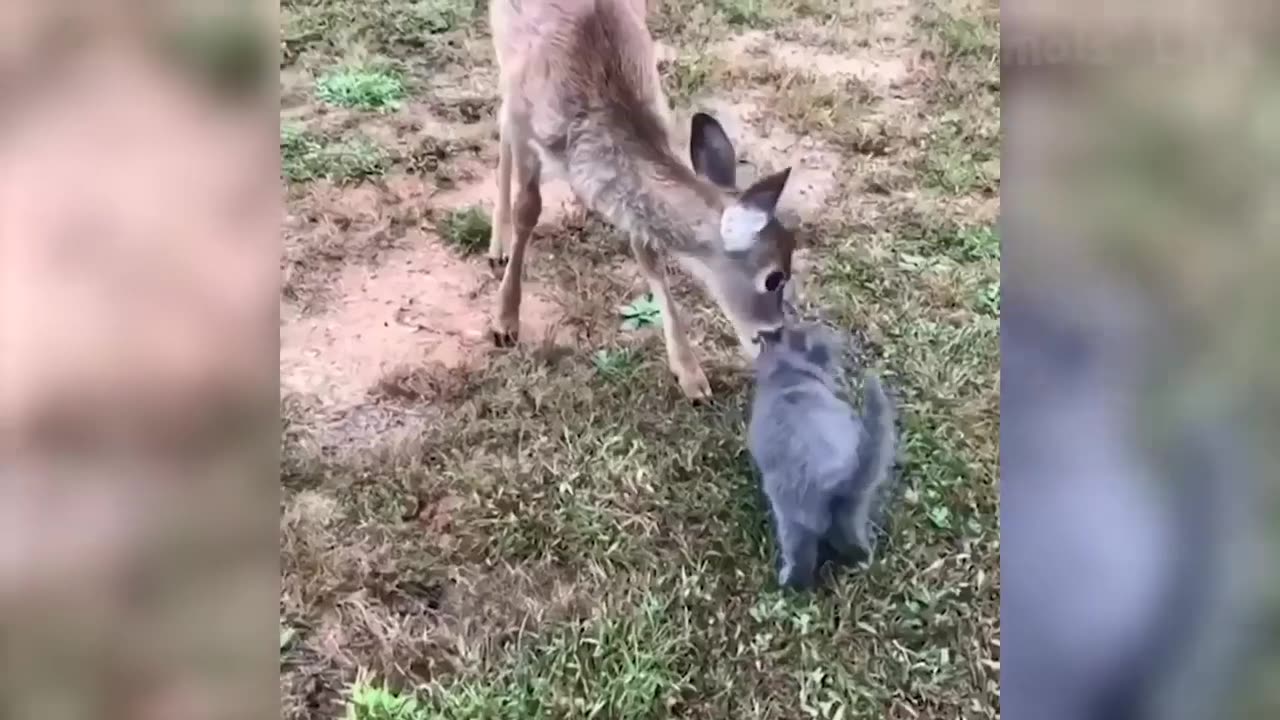 Funny Animals 🐼🤣 - Life of funny domestic and wild animals.