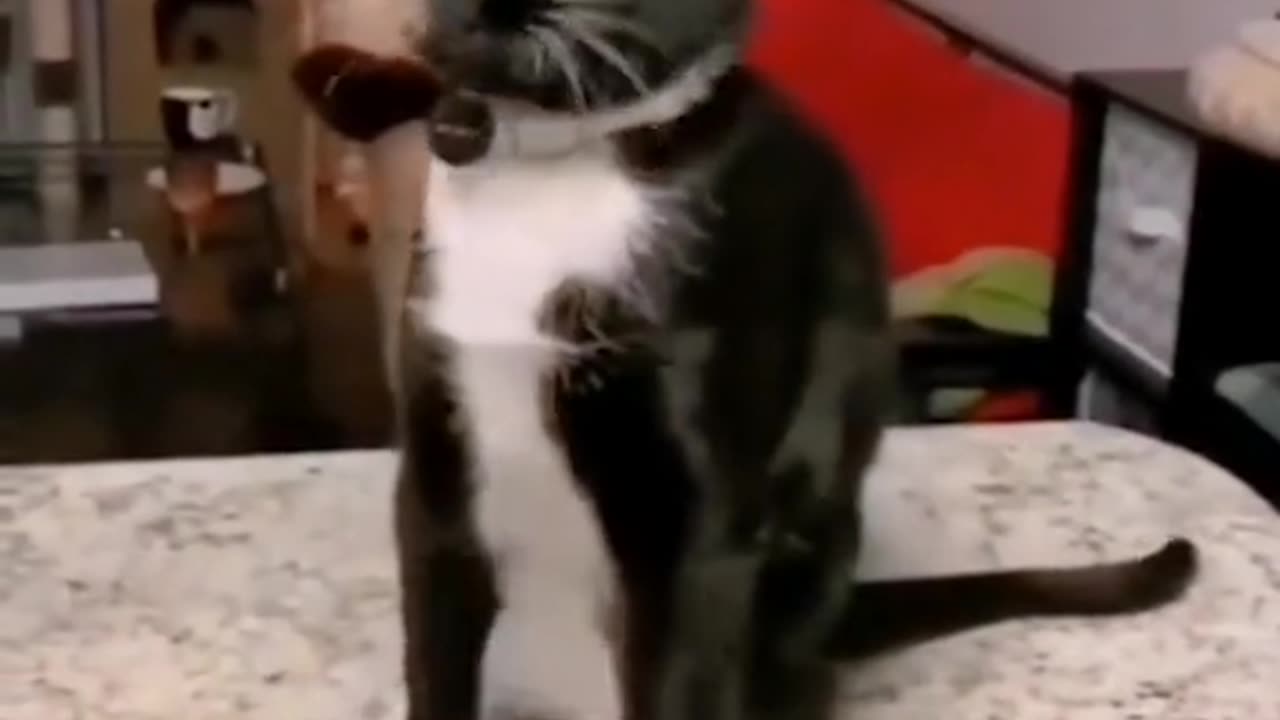 My cute cat funny moment 😘🥰😘🥰