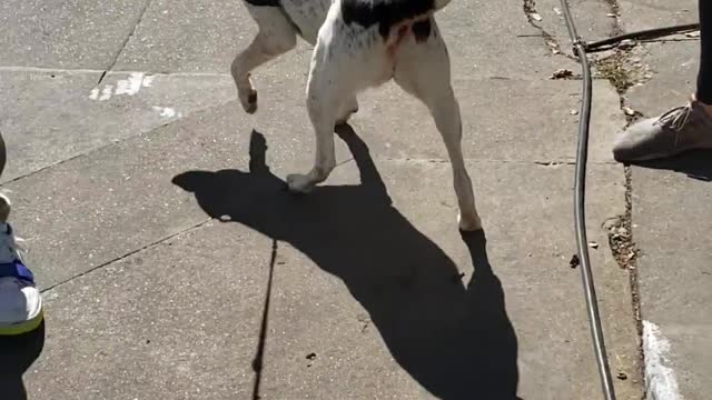 Dogo with goggles makes me smile :)