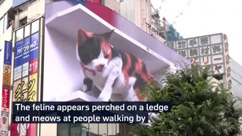 Giant 3D cat billboard dazzles in Tokyo