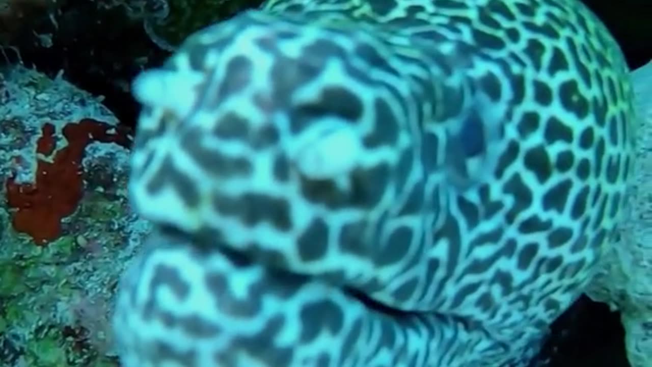 Beautiful animals in sea