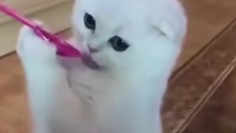 cute cat