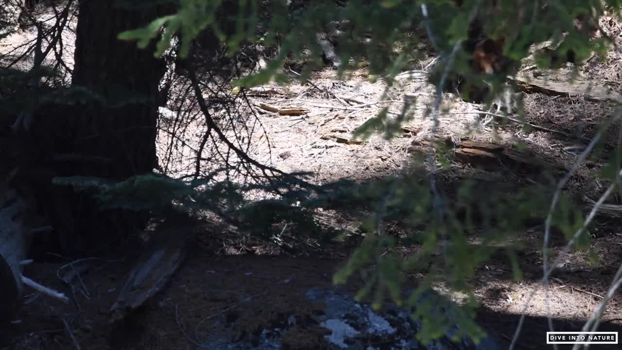 Mother Black Bear & Her Adorable Bear Cub in Sequoia National Park - California