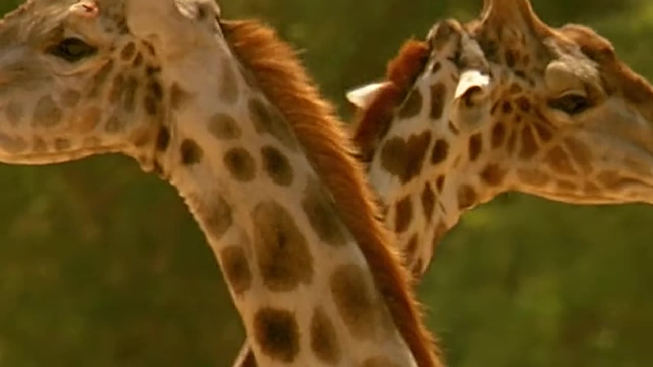 Giraffe fight