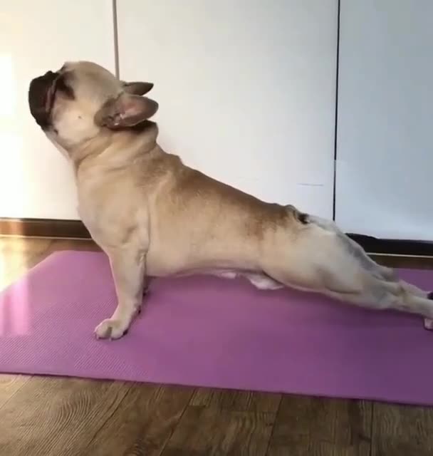 Yoga Dogs.😂
