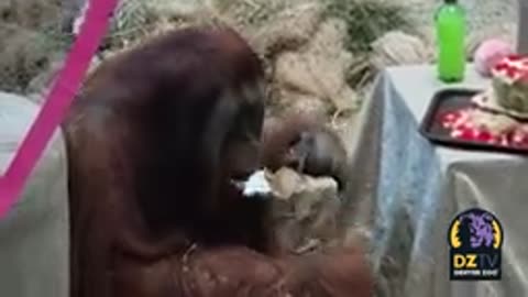 Orangutan