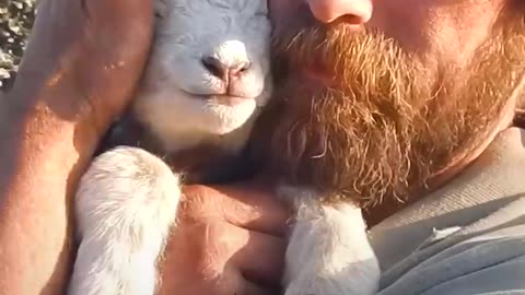 Human love on animals