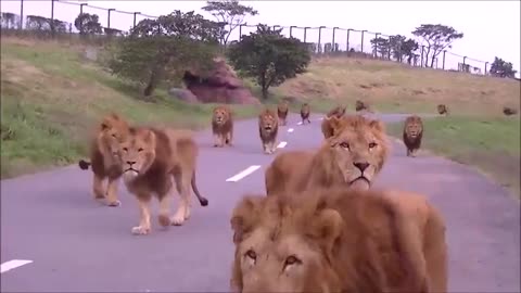 the lions are coming
