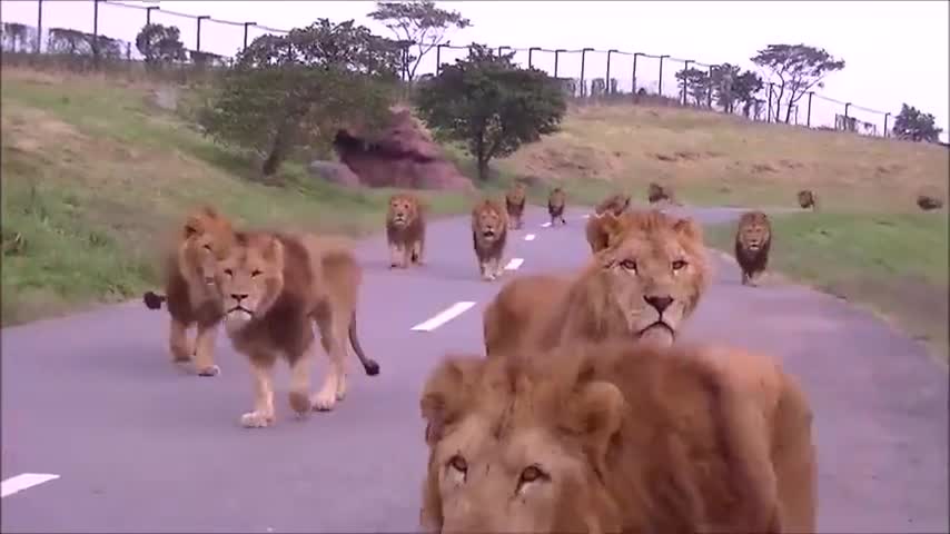 the lions are coming