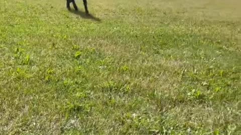 COOL Labrador dog fetches ball like a champ!