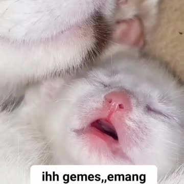 Cute Baby Cat Sleeping Soundly