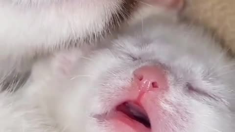 Cute Baby Cat Sleeping Soundly