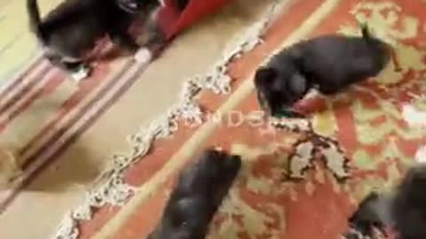 Avalanche Of Kittens Pile Through The Door, Kharkiv, Ukraine - 06 Jun 2021