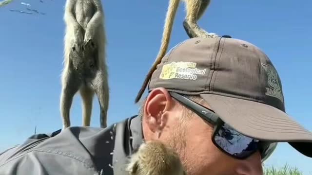 Wildlife photographer blends in with the Meerkats