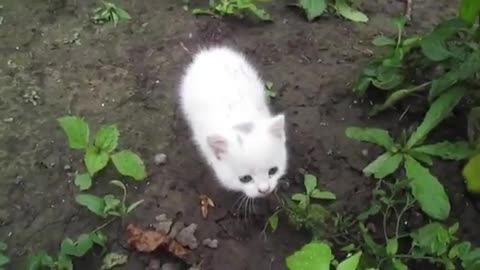 CUTE CAT