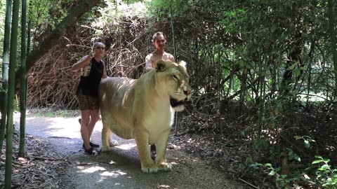 WORLDS LARGEST BIG CAT