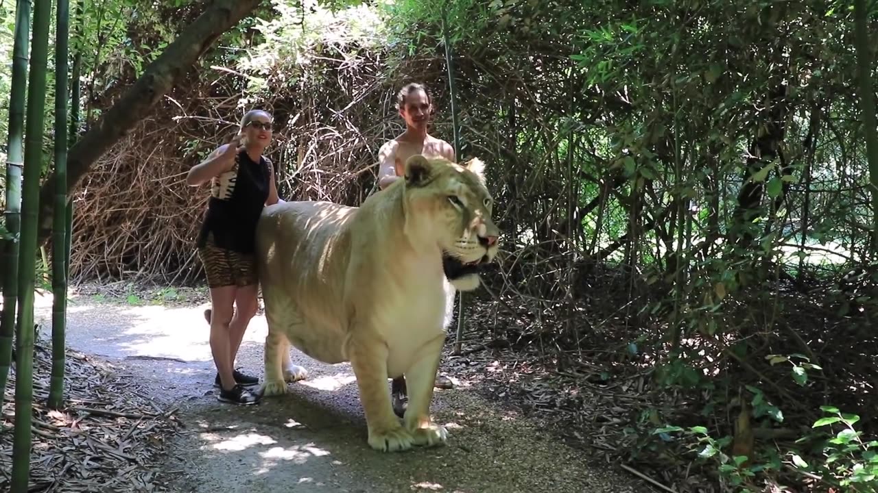 WORLDS LARGEST BIG CAT