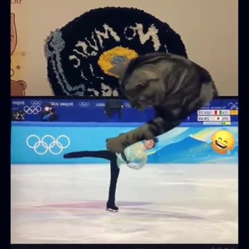 Cute and Funny Cat Videos #9