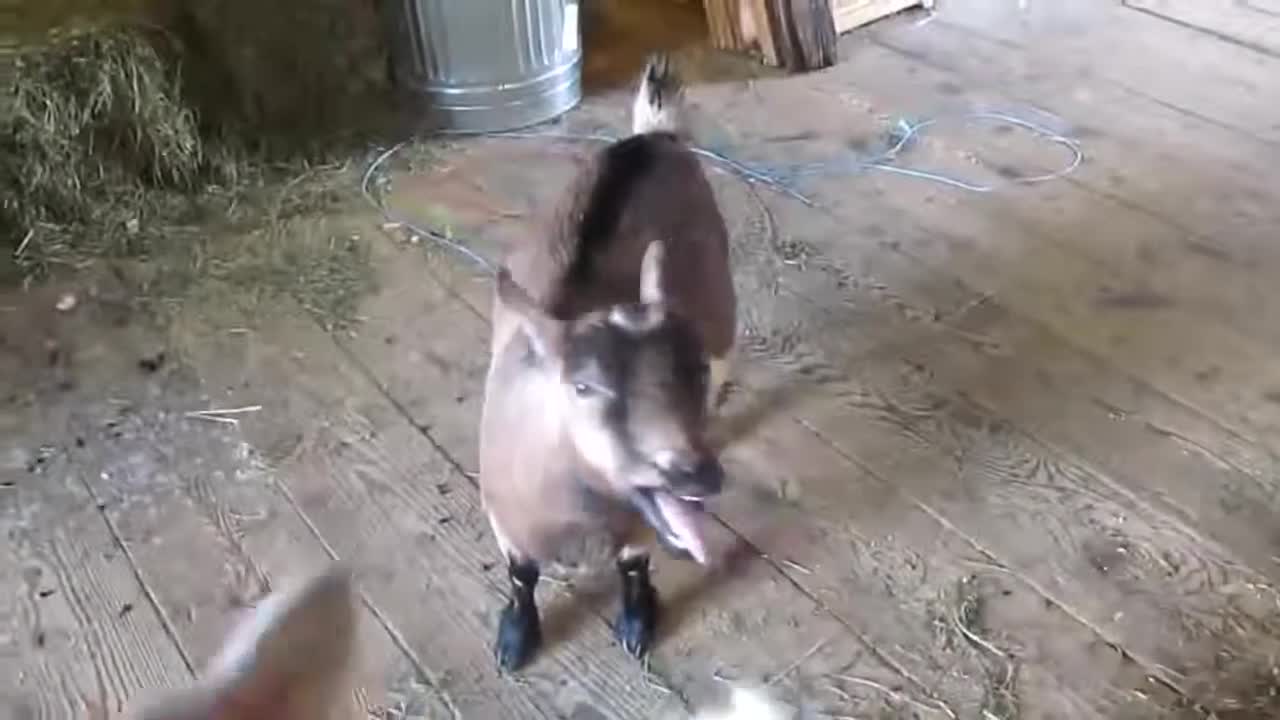 Funny Goats like Humans