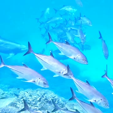 Just keep swimming dolphin - interesting news bbc