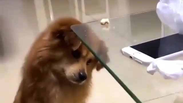 Dog thinking his owner showing magic and 🤣😍vanishing his food