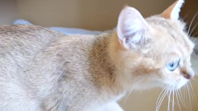 Daddy cat Coco meets baby kittens for the first time