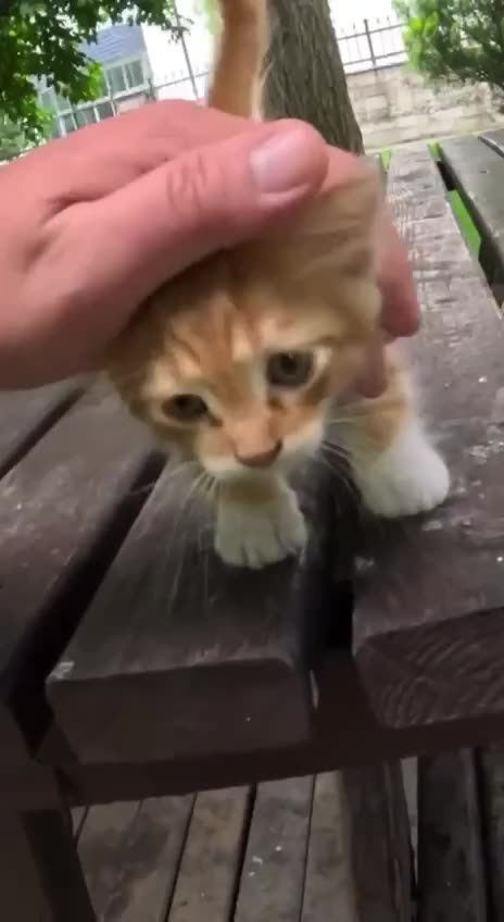 Hi there you are adopting us