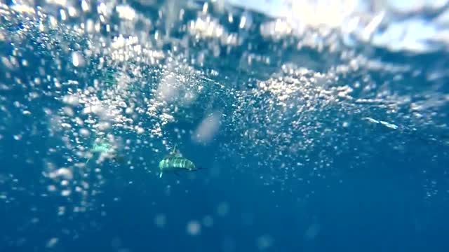 Dolphins Swimming in Open Ocean hd