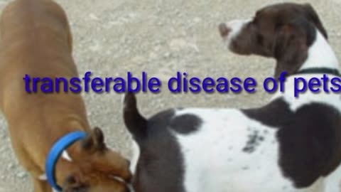 Transferable disease of pets.