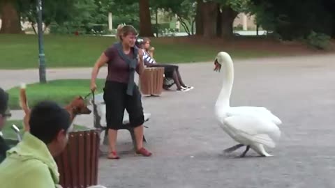 Dog vs Swan in Strasbourg, France