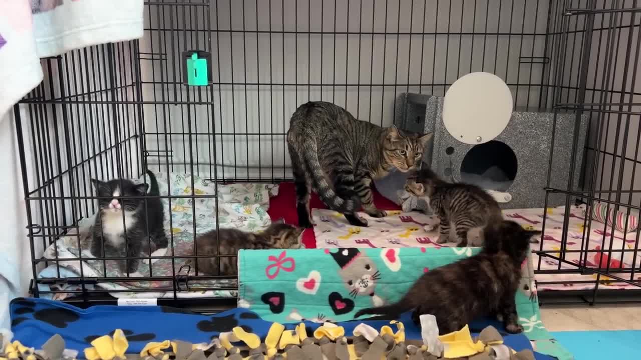 Mama Cat Reunited with Kittens After Weeks Apart