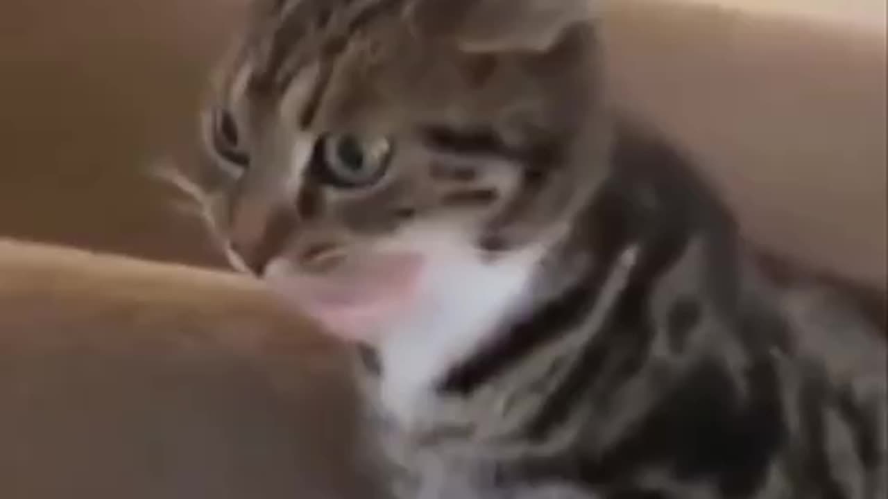 Biting more than it can chew 🤣