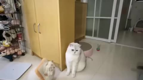 Funny and cute cat