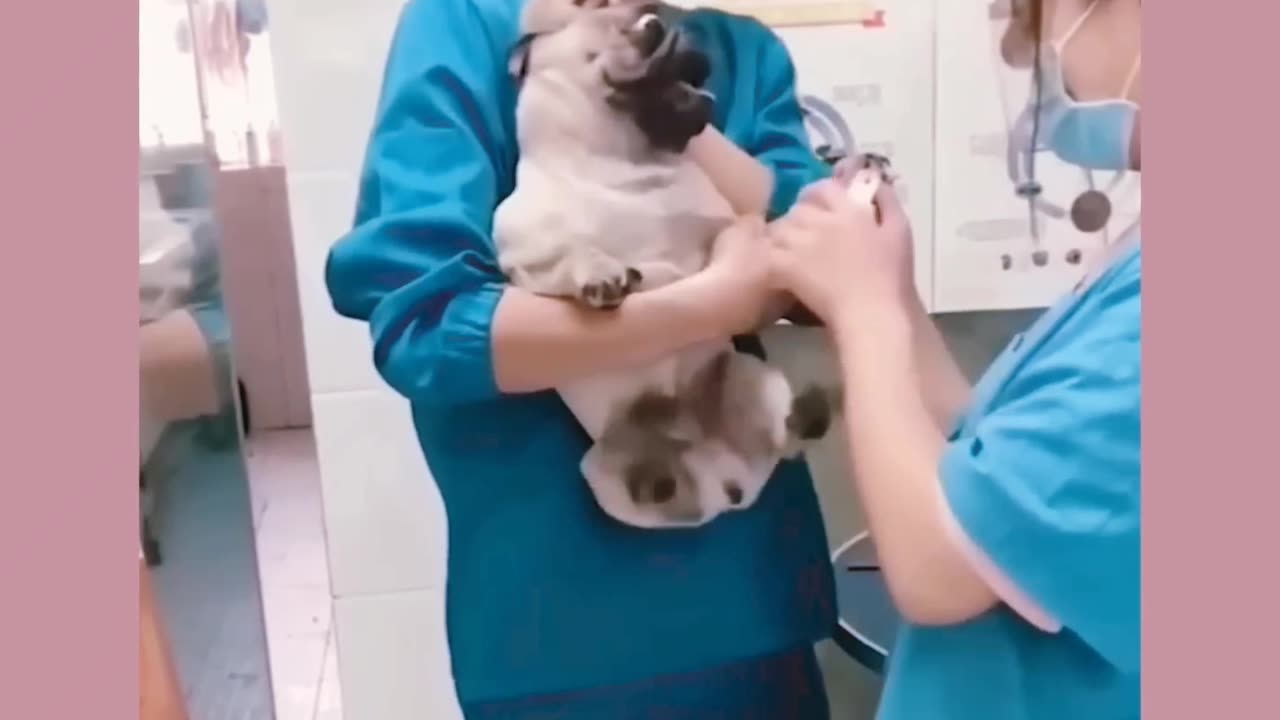 Have you ever seen a funny dog walk like this/ Funny dog video 🐕/most funny video