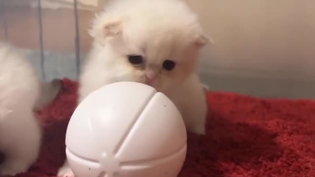 Cute cat playing...