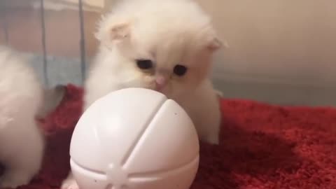 Cute cat playing...