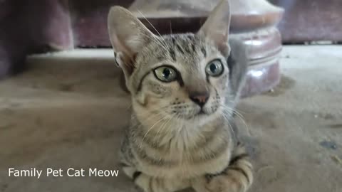 Cute Baby cat in Family Pet Cat Meow afraid Camera don't know Camera