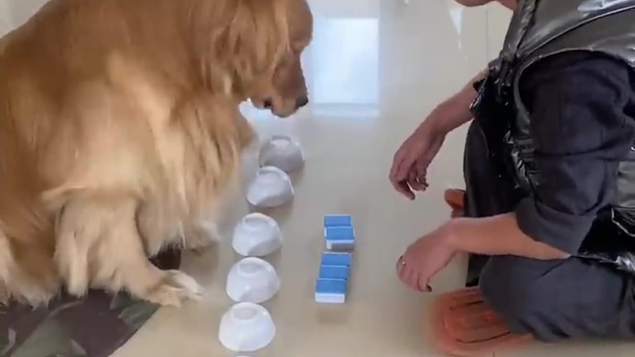 Smart dogs and funny animals