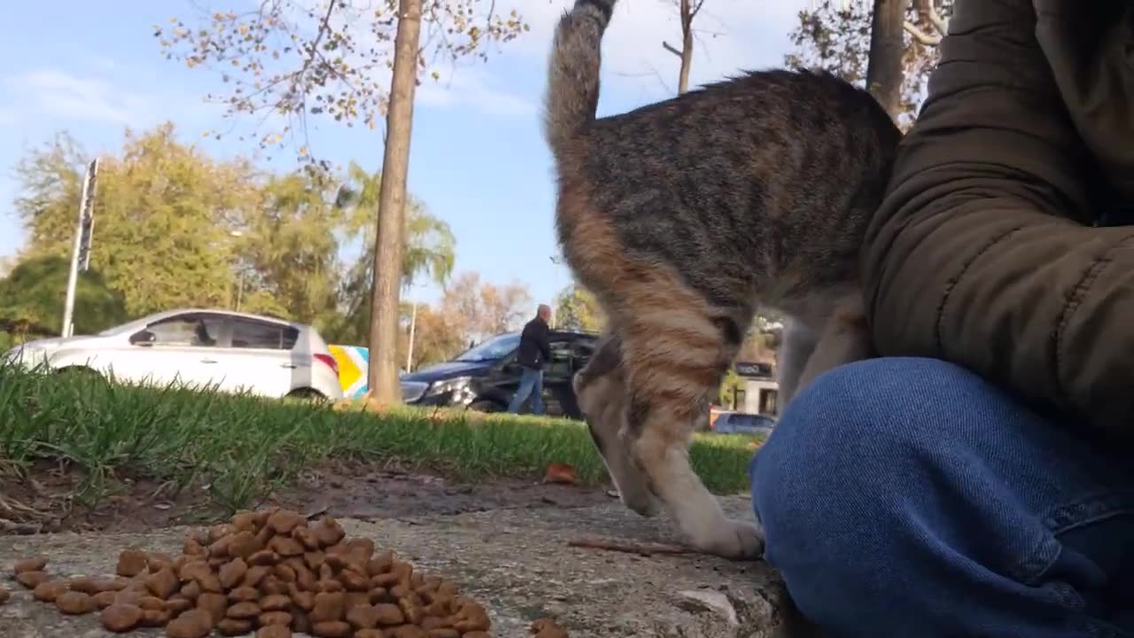 Cute Street Cat hugging me tightly doesn_t want me to leave her