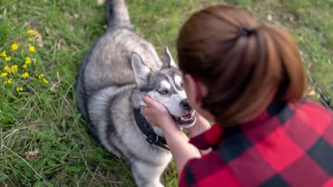 Top 5 Facts About Owning Siberian Husky