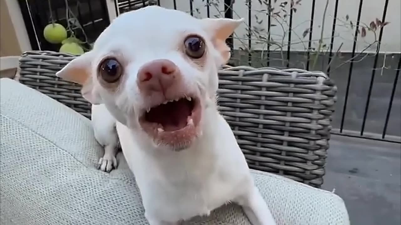 Dog: Just because I'm good-natured doesn't mean I won't bite! funny dog videos