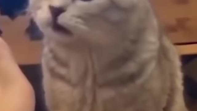 cat scared its owner