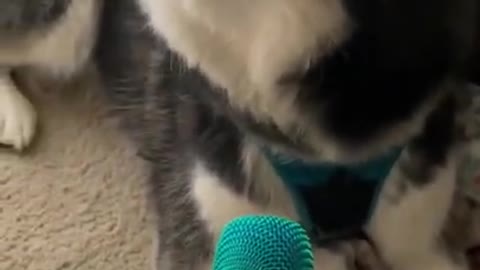 funny video dog's