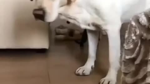 Funy king😜