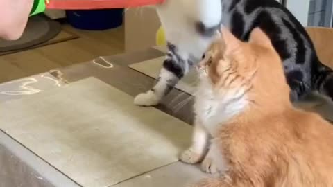 Funny Cat Video's 🐈😺🐈😺