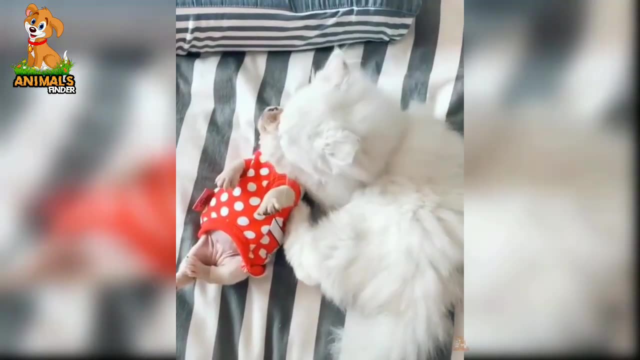 Dogs Funny Videos 2023 | Animals Funny Video | Funniest Videos Animals | Animals Fun